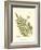 Small Antique Fern I-null-Framed Art Print