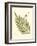 Small Antique Fern I-null-Framed Art Print