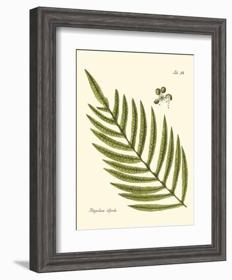 Small Antique Fern I-Vision Studio-Framed Art Print