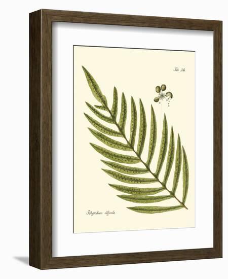 Small Antique Fern I-Vision Studio-Framed Art Print