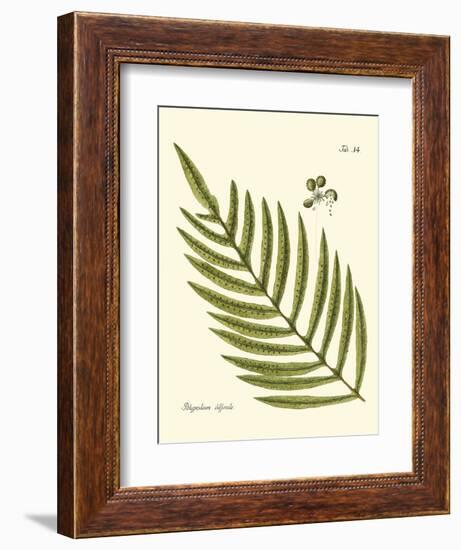 Small Antique Fern I-Vision Studio-Framed Art Print