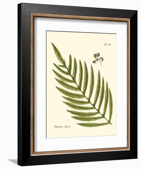 Small Antique Fern I-Vision Studio-Framed Art Print