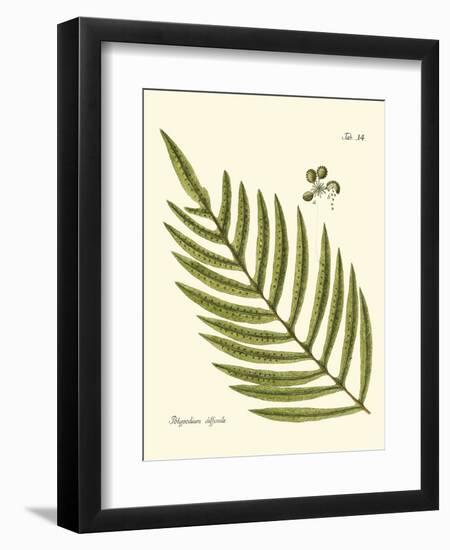 Small Antique Fern I-Vision Studio-Framed Art Print