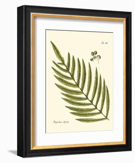 Small Antique Fern I-Vision Studio-Framed Art Print