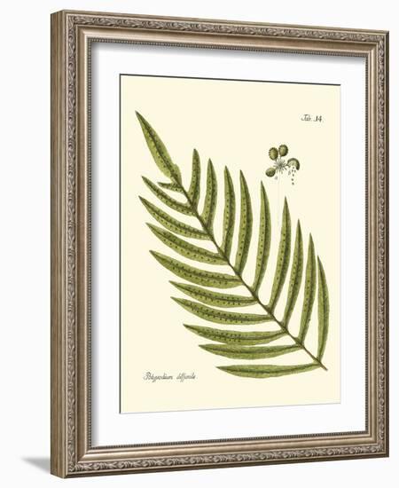 Small Antique Fern I-Vision Studio-Framed Art Print