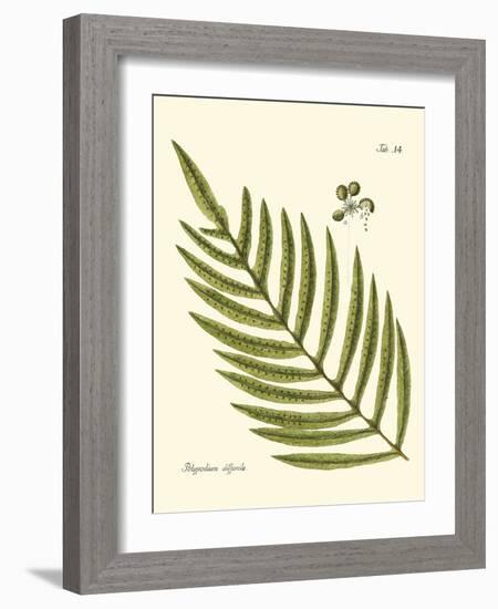 Small Antique Fern I-Vision Studio-Framed Art Print