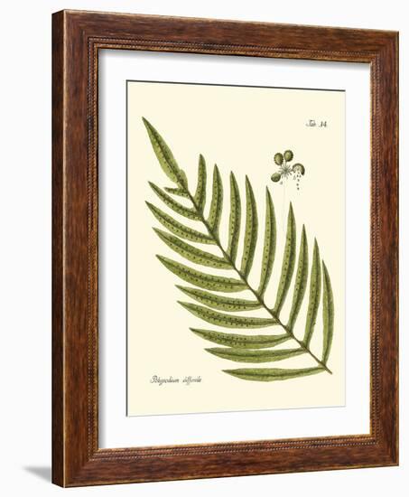 Small Antique Fern I-Vision Studio-Framed Art Print