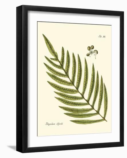 Small Antique Fern I-Vision Studio-Framed Art Print