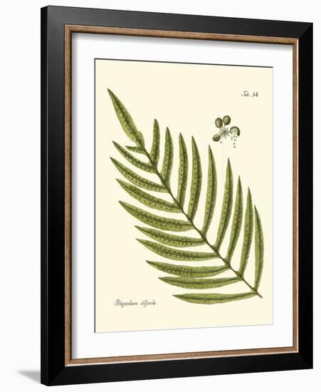 Small Antique Fern I-Vision Studio-Framed Art Print