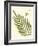 Small Antique Fern I-Vision Studio-Framed Art Print