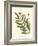 Small Antique Fern II-null-Framed Art Print