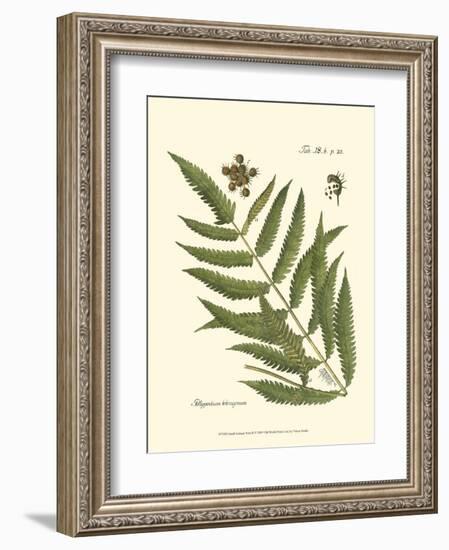 Small Antique Fern II-null-Framed Art Print