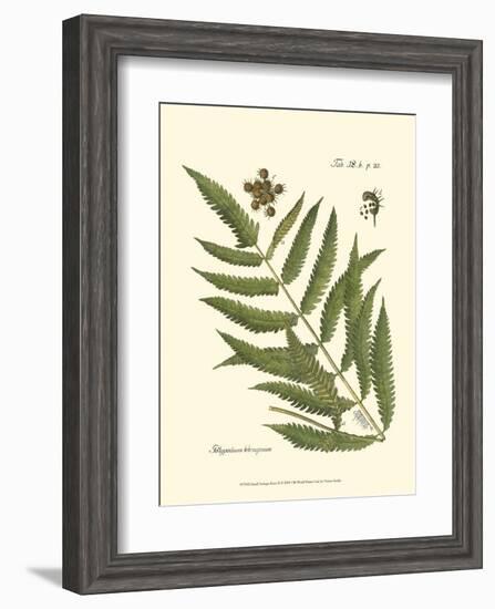 Small Antique Fern II-null-Framed Art Print