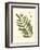 Small Antique Fern II-null-Framed Art Print