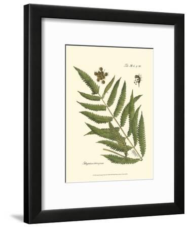Small Antique Fern II Art Print by | Art.com