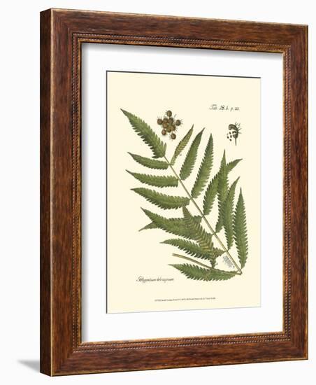 Small Antique Fern II-null-Framed Art Print