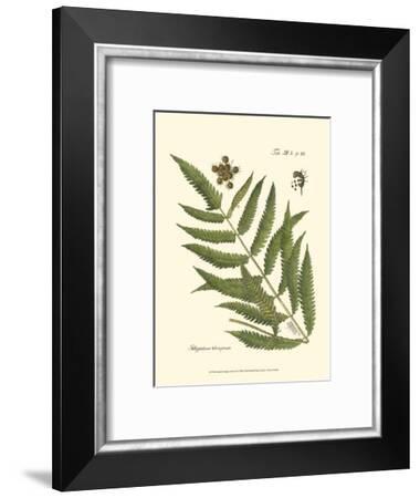 Small Antique Fern II Art Print by | Art.com