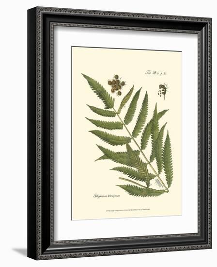 Small Antique Fern II-null-Framed Art Print