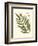 Small Antique Fern II-null-Framed Art Print