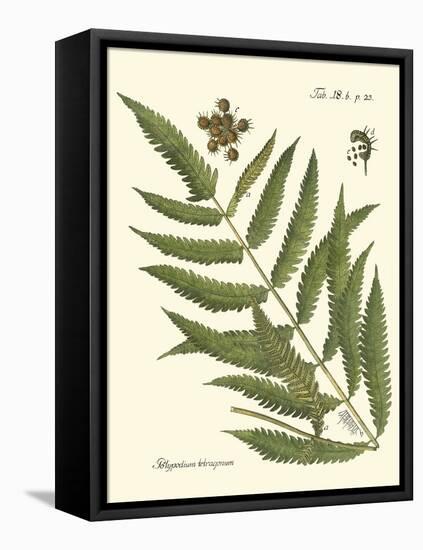 Small Antique Fern II-Vision Studio-Framed Stretched Canvas