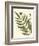 Small Antique Fern II-Vision Studio-Framed Art Print