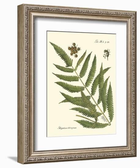 Small Antique Fern II-Vision Studio-Framed Art Print