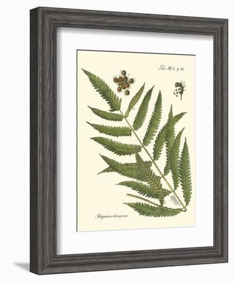 Small Antique Fern II-Vision Studio-Framed Art Print