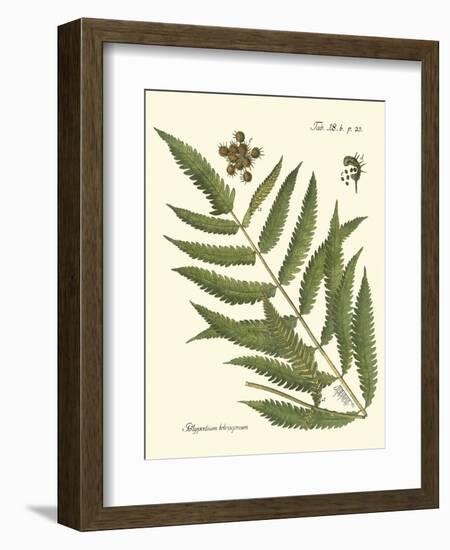 Small Antique Fern II-Vision Studio-Framed Art Print