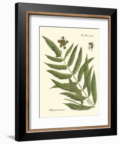 Small Antique Fern II-Vision Studio-Framed Art Print