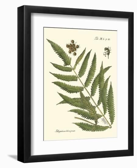 Small Antique Fern II-Vision Studio-Framed Art Print