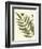 Small Antique Fern II-Vision Studio-Framed Art Print