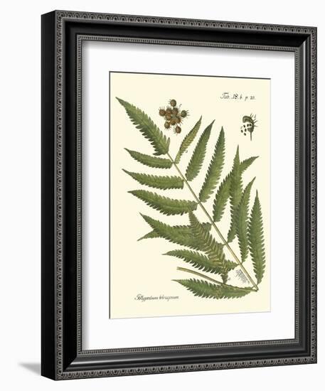 Small Antique Fern II-Vision Studio-Framed Art Print