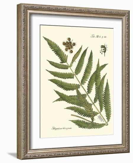 Small Antique Fern II-Vision Studio-Framed Art Print