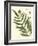 Small Antique Fern II-Vision Studio-Framed Art Print