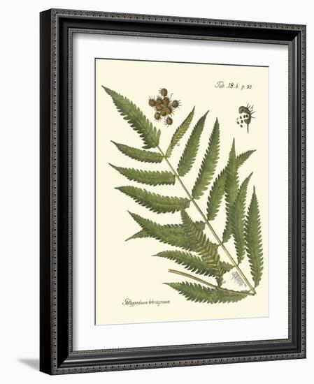 Small Antique Fern II-Vision Studio-Framed Art Print