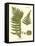 Small Antique Fern III-Vision Studio-Framed Stretched Canvas