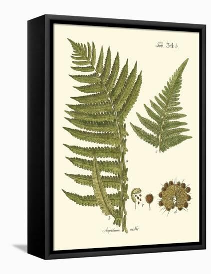 Small Antique Fern III-Vision Studio-Framed Stretched Canvas
