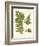 Small Antique Fern III-Vision Studio-Framed Art Print