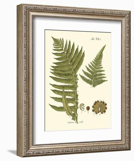 Small Antique Fern III-Vision Studio-Framed Art Print