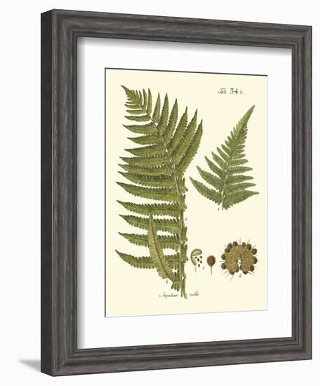 Small Antique Fern III-Vision Studio-Framed Art Print