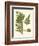 Small Antique Fern III-Vision Studio-Framed Art Print