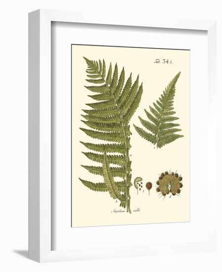 Small Antique Fern III-Vision Studio-Framed Art Print