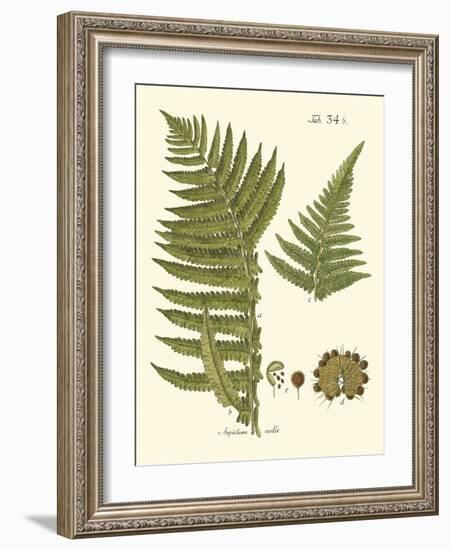 Small Antique Fern III-Vision Studio-Framed Art Print