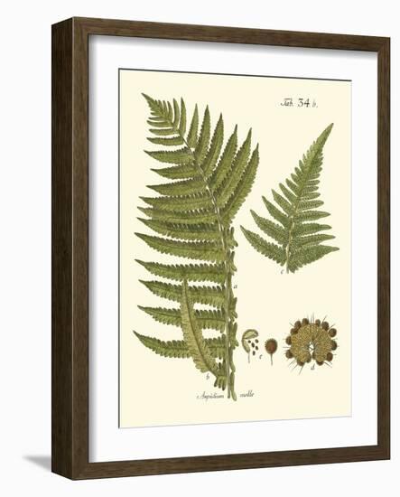 Small Antique Fern III-Vision Studio-Framed Art Print