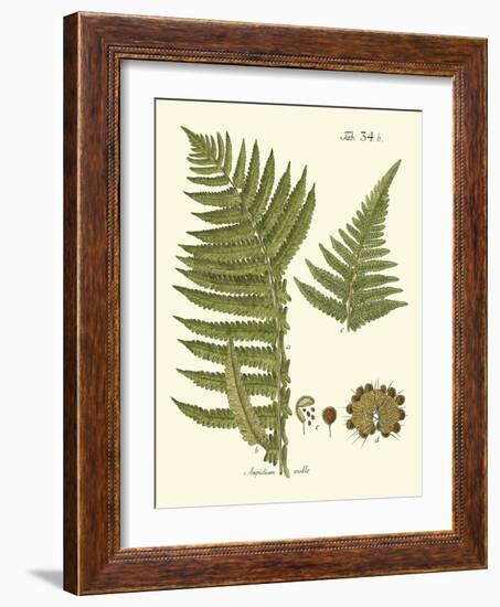 Small Antique Fern III-Vision Studio-Framed Art Print