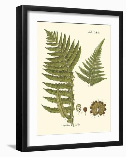 Small Antique Fern III-Vision Studio-Framed Art Print