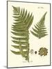 Small Antique Fern III-Vision Studio-Mounted Art Print