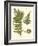 Small Antique Fern III-Vision Studio-Framed Art Print