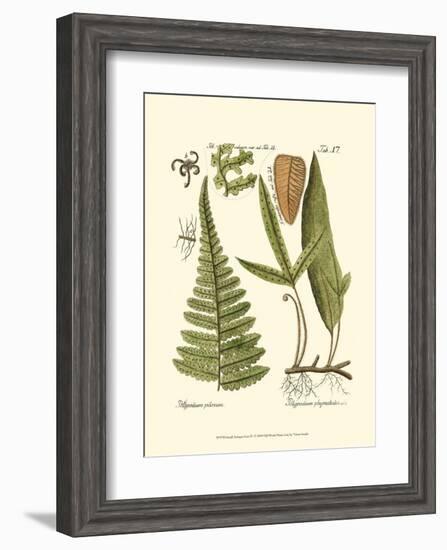 Small Antique Fern IV-null-Framed Art Print