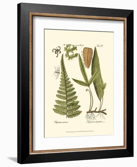 Small Antique Fern IV-null-Framed Art Print